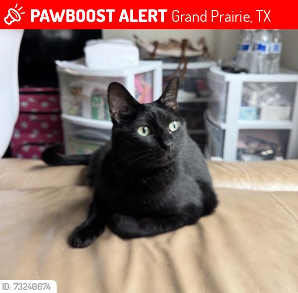 Lost Female Cat last seen Fieldstone Dr, Grand Prairie 75052, Grand Prairie, TX 75052