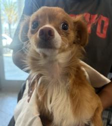 Shelter Stray Female Dog last seen , 11361 W Pico Blvd, Los Angeles, CA 90064, USA