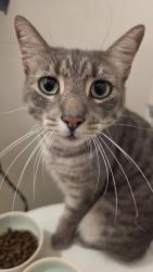 Reunited Unknown Cat last seen Clarence Dr, Vista, CA 92084, USA, Vista, CA 92084