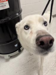 Shelter Stray Female Dog last seen , 11361 W Pico Blvd, Los Angeles, CA 90064, USA