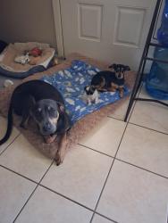 Reunited Female Dog last seen Paredes, Cameron Park, TX 78526