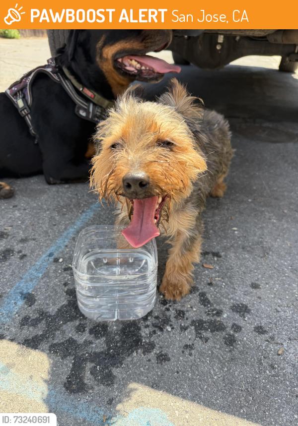 Found/Stray Male Dog last seen Murillo and Mt Pleasant rd, San Jose, CA 95148
