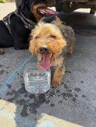 Found/Stray Male Dog last seen Murillo and Mt Pleasant rd, San Jose, CA 95148