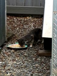 Found/Stray Female Cat last seen Carlton Avenue, Carlisle, PA 17013