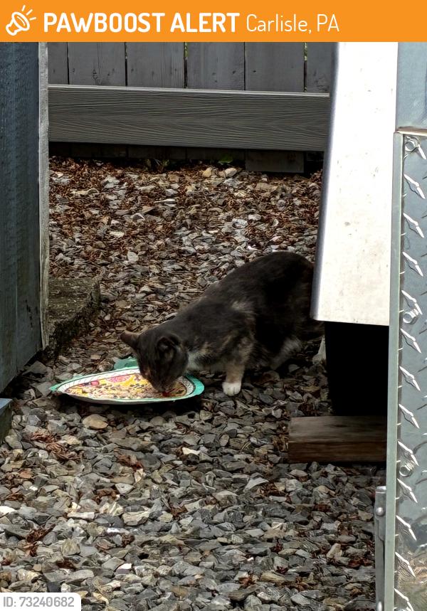 Found/Stray Female Cat last seen Carlton Avenue, Carlisle, PA 17013