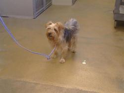 Shelter Stray Male Dog last seen FLORIN PERKINS RD/FLORIN RD, SACRAMENTO CA 95828, 3839 Bradshaw Rd, Sacramento, CA 95827, USA