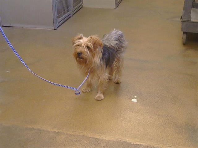 Shelter Stray Male Dog last seen FLORIN PERKINS RD/FLORIN RD, SACRAMENTO CA 95828, 3839 Bradshaw Rd, Sacramento, CA 95827, USA