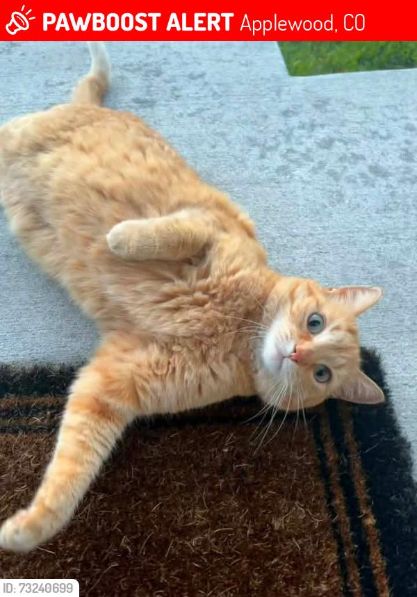 Lost Female Cat last seen 26th Ave and 23rd Pl, Applewood, CO 80401