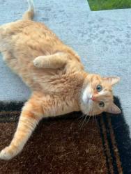 Lost Female Cat last seen 26th Ave and 23rd Pl, Applewood, CO 80401