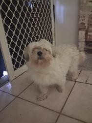 Reunited Unknown Dog last seen Pope ave, Strathpine, QLD 4500