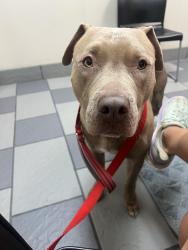 Reunited Male Dog last seen Near Cloverdale Dr, Hixson, TN 37343, USA, Chattanooga, TN 37343