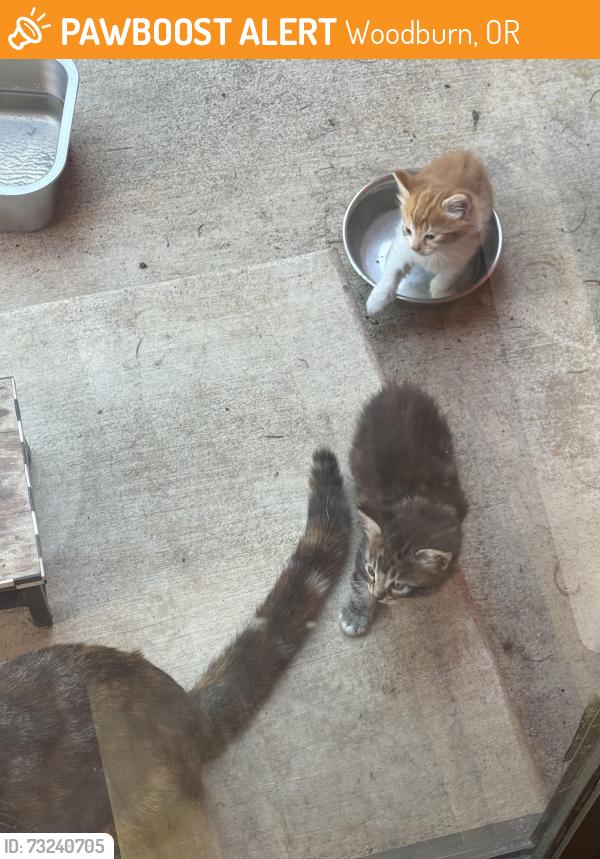 Found/Stray Unknown Cat last seen Seneca, Woodburn, OR 97071