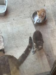 Found/Stray Unknown Cat last seen Seneca, Woodburn, OR 97071