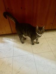 Lost Male Cat last seen Tumin Road, La Habra Heights, CA 90631