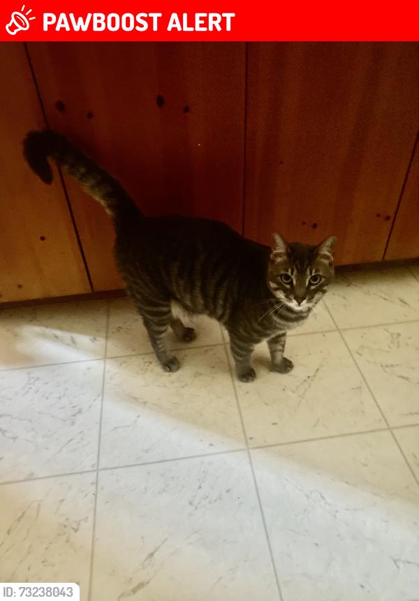 Lost Male Cat last seen Tumin Road, La Habra Heights, CA 90631