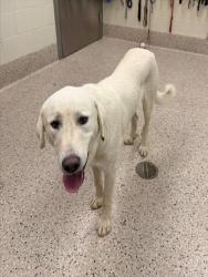 Shelter Stray Male Dog last seen 120TH AND KIOWA-BENNETT, 12155 Park Blvd, Brighton, CO 80601, USA