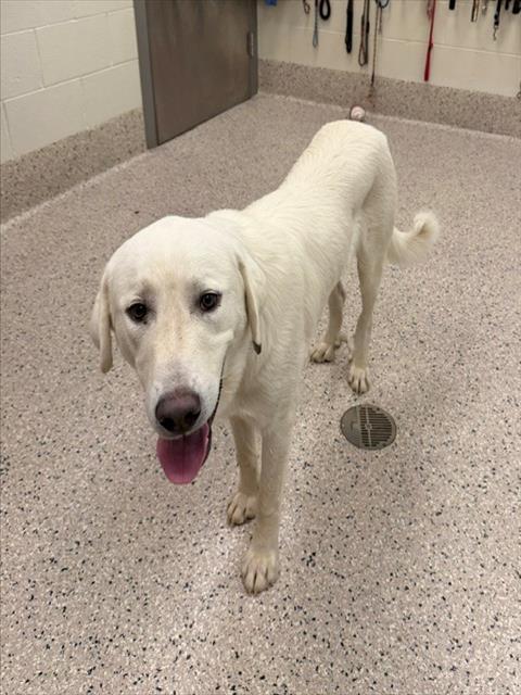 Shelter Stray Male Dog last seen 120TH AND KIOWA-BENNETT, 12155 Park Blvd, Brighton, CO 80601, USA