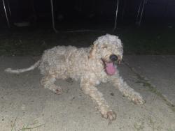 Found/Stray Male Dog last seen Cogbill rd, Chesterfield County, VA 23234