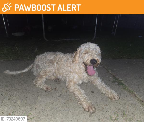 Found/Stray Male Dog last seen Cogbill rd, Chesterfield County, VA 23234