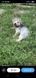 Reunited Female Dog last seen Near Cartwright Circle North, Goodlettsville, TN 37072