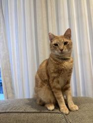 Reunited Male Cat last seen Longwood between 12th and Edgewood, close to the Sprouts/Target on La Brea, Los Angeles, CA 90019