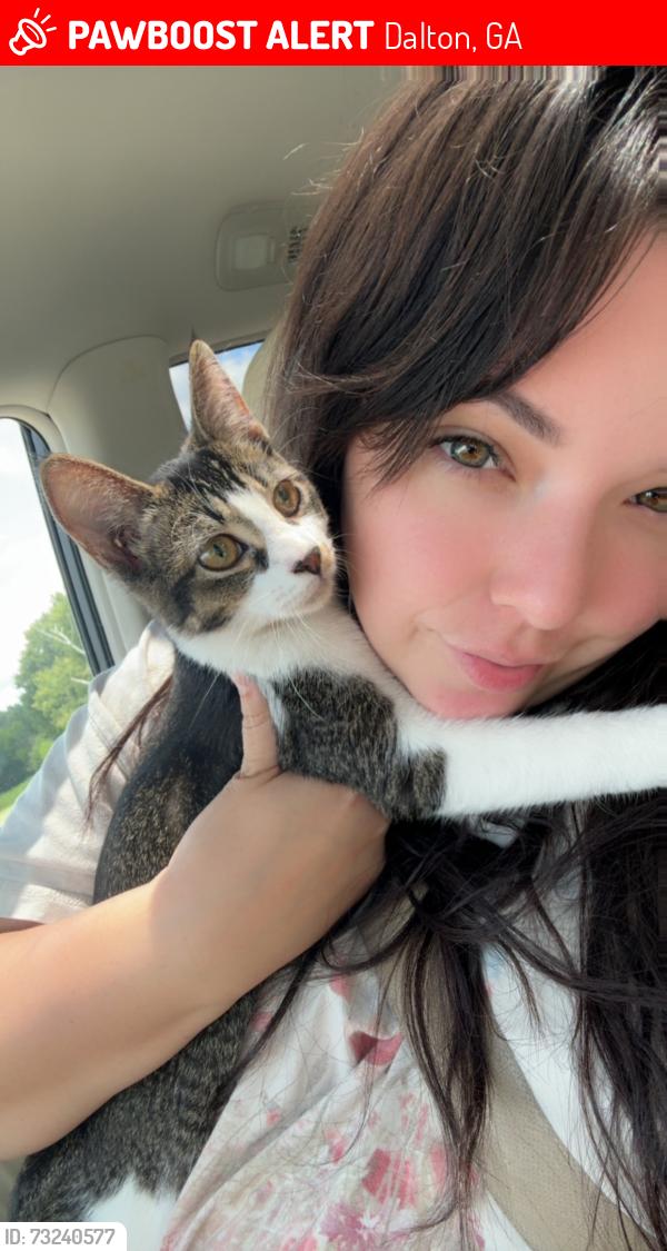 Lost Female Cat last seen Close to the fairgrounds, Dalton, GA 30721