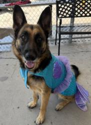 Shelter Stray Female Dog last seen Near BLOCK PLYMOUTH AVE, BAKERSFIELD CA 93308, 3951 Fruitvale Ave, Bakersfield, CA 93308, USA