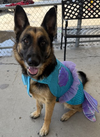 Shelter Stray Female Dog last seen Near BLOCK PLYMOUTH AVE, BAKERSFIELD CA 93308, 3951 Fruitvale Ave, Bakersfield, CA 93308, USA