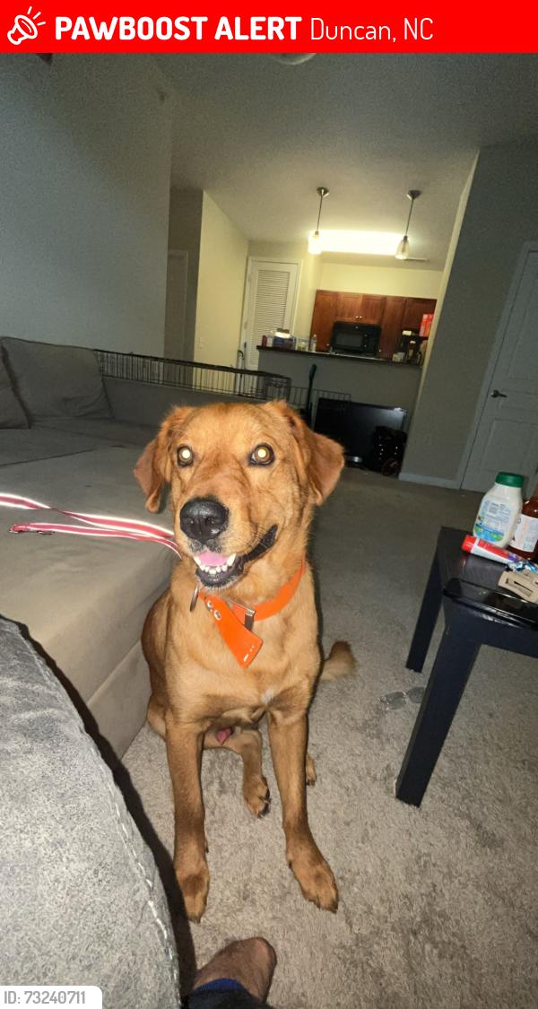 Lost Male Dog last seen Nc 42, Duncan, NC 27526