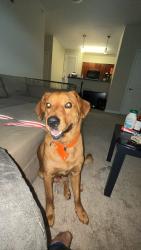 Lost Male Dog last seen Nc 42, Duncan, NC 27526