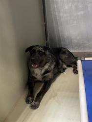 Shelter Stray Male Dog last seen Near BLOCK MARIPOSA RD, TEHACHAPI CA 93561, 3951 Fruitvale Ave, Bakersfield, CA 93308, USA