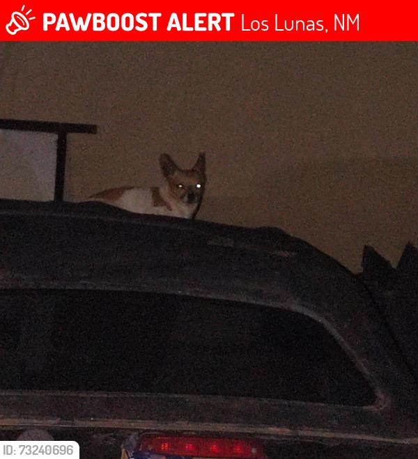 Lost Male Dog last seen at the pound and thecitiy workrrs station and hwy 314, Los Lunas, NM 87031