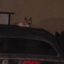 Lost Male Dog last seen at the pound and thecitiy workrrs station and hwy 314, Los Lunas, NM 87031