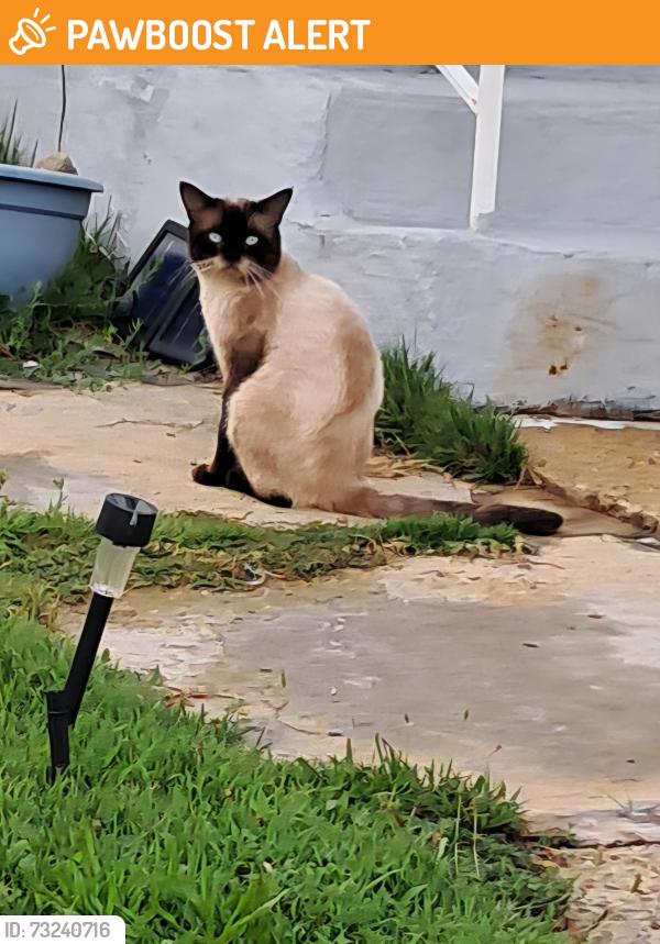 Found/Stray Unknown Cat last seen Alfred avenue, Hamilton Township, NJ 08610