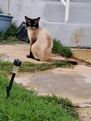 Found/Stray Unknown Cat last seen Alfred avenue, Hamilton Township, NJ 08610