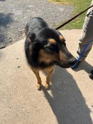 Shelter Stray Female Dog last seen Near BLOCK S PORTLAND, 2811 SE 29th St, Oklahoma City, OK 73129, USA