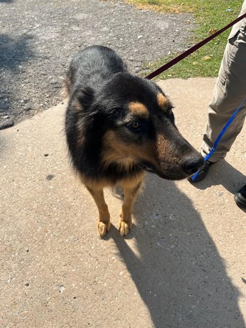 Shelter Stray Female Dog last seen Near BLOCK S PORTLAND, 2811 SE 29th St, Oklahoma City, OK 73129, USA