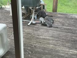 Reunited Female Cat last seen Wills St, Alexandria, VA 22310