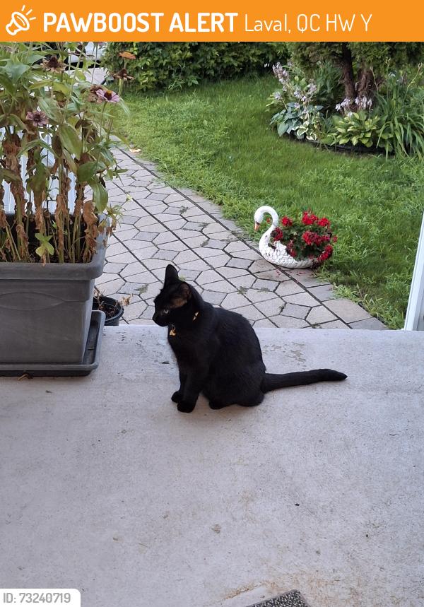 Found/Stray Unknown Cat last seen Rue Hennessy, rue Korman, av. Haendel, av hertel, Laval, QC H7W 2Y3