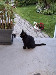 Found/Stray Unknown Cat last seen Rue Hennessy, rue Korman, av. Haendel, av hertel, Laval, QC H7W 2Y3