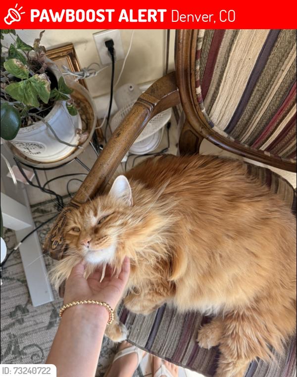 Lost Male Cat last seen Leprinos factory, Denver, CO 80211