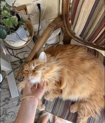 Lost Male Cat last seen Leprinos factory, Denver, CO 80211