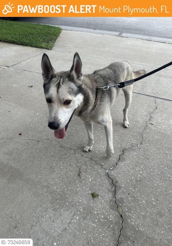 Found/Stray Male Dog last seen PGA Dr in The Fairways, Mount Plymouth, FL 32776