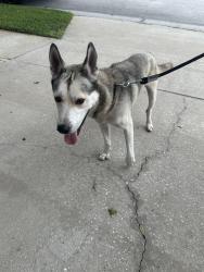 Found/Stray Male Dog last seen PGA Dr in The Fairways, Mount Plymouth, FL 32776