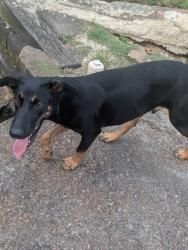 Found/Stray Male Dog last seen Green Fairway North, Collierville, TN 38017