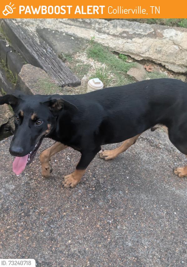 Found/Stray Male Dog last seen Green Fairway North, Collierville, TN 38017