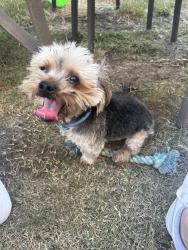 Lost Male Dog last seen Keller hicks and petunia drive, Fort Worth, TX 76244
