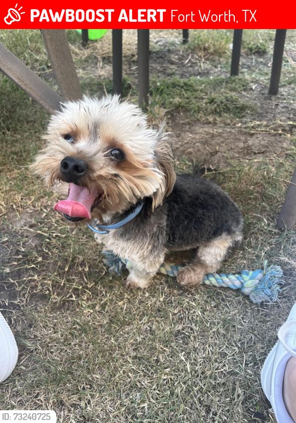 Lost Male Dog last seen Keller hicks and petunia drive, Fort Worth, TX 76244