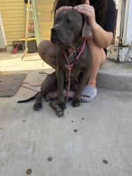 Found/Stray Female Dog last seen Down Stockton near Dutch bros, Sacramento, CA 95817