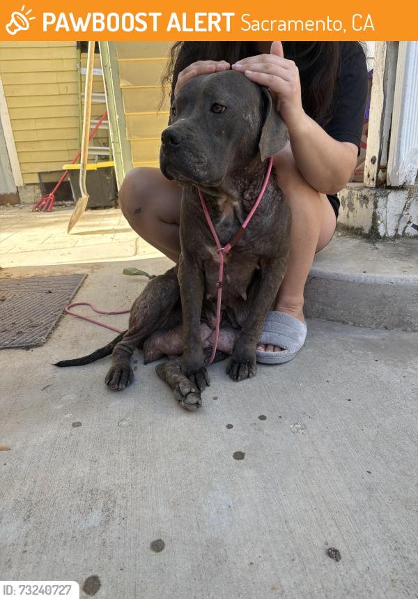 Found/Stray Female Dog last seen Down Stockton near Dutch bros, Sacramento, CA 95817
